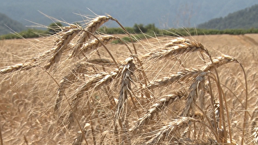 جانفدایان گلستانی در خدمت تولید و امنیت غذایی کشور