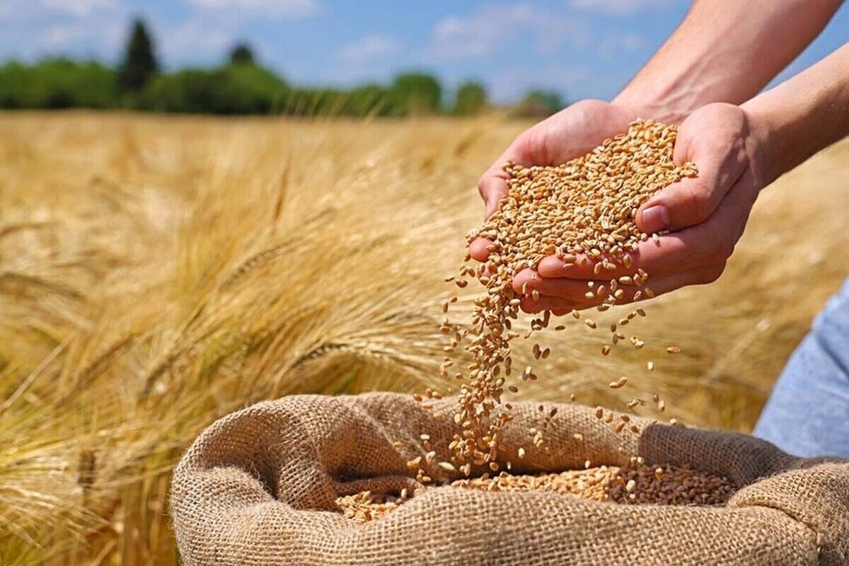 خرید ۸۱۷ هزار تن گندم از کشاورزان خوزستانی