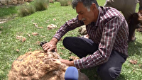 موسم پشم چینی دام سبک در کبودراهنگ